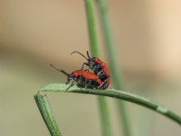 Lilioceris lilii - Lily beetles mating