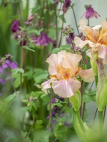 Iris 'Party Dress' in border setting interplanted with pink aquilegia