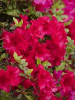 Vuyk's Scarlet Rhododendron