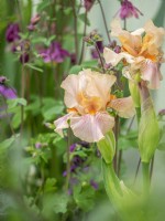 Iris 'Party Dress' in border setting interplanted with pink aquilegia