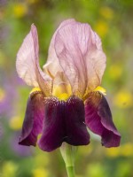 Iris germanica 'Indian Chief'