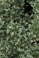 Osmanthus heterophyllus 'Variegata' holly osmanthus