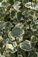 Hedera 'Chester' ivy