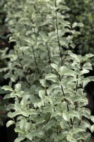 Pittosporum tenuifolium 'Silver Queen'