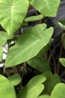 Colocasia esculenta, taro
