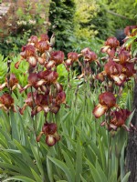 Iris germanica 'Kent Pride'