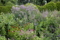 A mixed herbaceous perennial border border  at the home of garden designer Tom Stuart-Smith bounded by an undualting Taxus baccata or Yew hedge. The planting includes Veronicastrum, Helenium, Geranium, and Thalictrum.