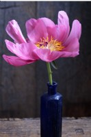A single stem of the peony Paeonia 'Coral Charm' in an antique blue glass bottle set on an upturned wooden crate against a rustic wooden backdrop.
