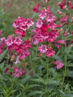 Penstemon Rubicunda  in flower June