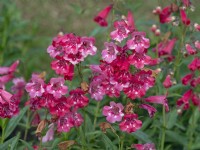 Penstemon Rubicunda  in flower June