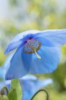 Meconopsis sheldonii 'Slieve Donard' - Himalayan Blue Poppy