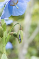 Meconopsis sheldonii 'Slieve Donard' - Himalayan Blue Poppy 