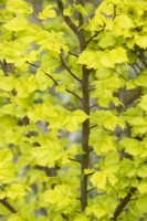 Ulmus x hollandica 'Dampieri Aurea' - Columnar Golden Elm tree leaves in spring