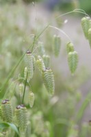 Briza maxina - Greater quaking grass