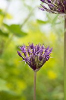 Allium 'Purple Rain' - Ornamental Onion