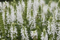 Salvia nemorosa 'Lyrical White' - Balkan clary