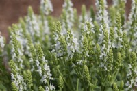 Salvia nemorosa 'Sensation White' - Sage