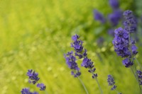 Lavandula angustifolia 'Purple Treasure' - English lavender