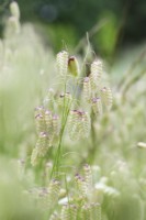 Briza maxima - Greater quaking grass