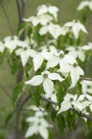 Cornus kousa var. Chinensis white fountain - Chinese dogwood