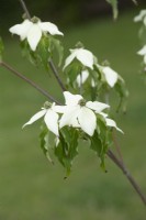 Cornus kousa var. Chinensis white fountain - Chinese dogwood