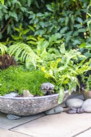 Shallow shady container with Sagina Green moss, Cyrtomium fortunei, Asplenium and a Dicksonia - Tasmanian Tree fern