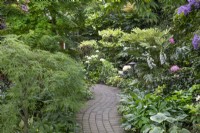 Path through the dense shrubs at Hamilton House, May