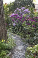 Slate path through the rhododendrons at Hamilton House garden in May 