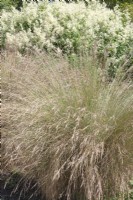 Poa Labillardiere common tussock grass Persicaria 'Alpina' alpine knotweed 