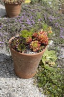 Terracotta plant pots planted with various sempervivums, houseleek and sedum. Briar Cottage Garden. Devon NGS garden. Spring