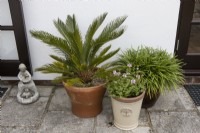 Containers planted with sago cycad plant  Spring