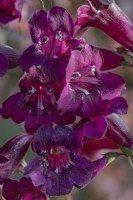Penstemon 'Raven' flowering in Summer - June