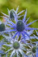 Eryngium planum 'Big Blue' flowering in Summer - July