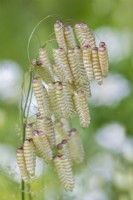Briza maxima synonym major flowering in Summer - June