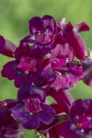 Penstemon 'Raven' flowering in Summer - June