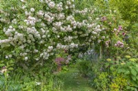 View of Rosa 'Felicite Perpetue' flowering on a wooden arch in an informal country cottage garden in Summer - June