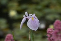 Iris ensata 'Rose Queen' - Japanese water iris