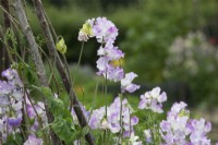 Lathyrus odoratus 'Lilac Ripple' - Sweet pea