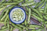 Vicia faba - Harvested Broad beans with a garden knife and bowl