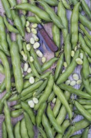 Vicia faba - Harvested Broad beans with a garden knife
