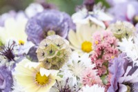 Bouquet containing Cosmos 'Lemonade', Papaver rhoeas 'Amazing Grey', Nigella papillosa 'Delft Blue', Centaurea 'Ball White', Limonium 'Apricot Beauty', Scabiosa stellata 'PingPong'