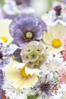 Bouquet containing Cosmos 'Lemonade', Papaver rhoeas 'Amazing Grey', Nigella papillosa 'Delft Blue', Centaurea 'Ball White', Limonium 'Apricot Beauty', Scabiosa stellata 'PingPong'