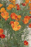 Eschscholzia californica 'Mikado' - California Poppy