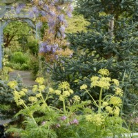Molopospermum peloponnesiacum with Abies pinsapo 'Aurea' and Wisteria floribunda 'Macrobotrys' growing on a wooden pergola