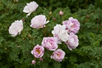 Rosa spinosissima 'Cedric Morris'