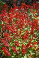 Salvia splendens, summer June