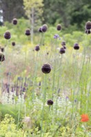 Allium 'Forelock' - Ornamental onion
