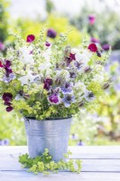 Bouquet containing Antirrhinum 'White Admiral', Centranthus ruber - White valerian, Nigella hispanica, Nigella seed pods, Alchemilla mollis and Lathyrus 'Beaujolais' - Sweet Peas in a metal bucket