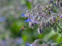Borago officinalis and Honey bee Apis mellifera