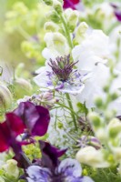 Bouquet containing Antirrhinum 'White Admiral', Centranthus ruber - White valerian, Nigella papillosa 'Delft Blue', Nigella seed pods, Alchemilla mollis and Lathyrus 'Beaujolais' - Sweet Peas